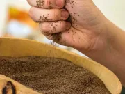 Această cereală africană rezistentă la secetă este noul „super-aliment” de care omenirea are de fapt nevoie cereală africană rezistentă la secetă fonio