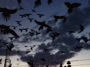 Invazia papagalilor: zeci de mii de papagali au atacat un orășel din Argentina invazia papagalilor