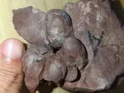 Cele mai mici ouă de dinozaur complete cunoscute au fost descoperite în China. Și aparțin unei specii noi Cele mai mici ouă de dinozaur