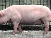 Oamenii de știință au readus la viață creierul unui porc la aproape o oră după ce acesta a murit readus la viață creierul unui porc