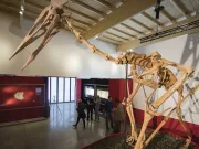 „Dracula”, cea mai mare fiinţă zburătoare din istorie a fost descoperită în România cea mai mare fiinţă zburătoare din istorie pterozaur