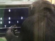 Un nou studiu arată că cimpanzeii se aseamănă cu oamenii mai mult decât s-a crezut cimpanzeii se aseamănă cu oamenii