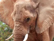 De ce elefanții au urechile atât de mari? De ce elefanții au urechile atât de mari