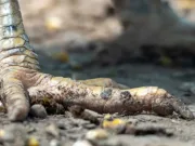 Care este cea mai apropiată rudă a lui T. Rex care există și în prezent? Ai putea fi surprins cea mai apropiată rudă a lui T. Rex