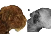 Pisica cu colți-sabie, conservată uimitor de bine, a fost studiată pentru prima dată Pisica cu colți-sabie