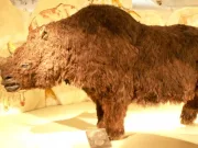 O mumie înghețată descoperită de cercetători arată că rinocerii lânoși aveau cocoașă rinocerii lânoși