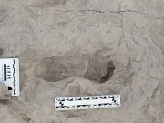 Urme de pași vechi de 1,5 milioane de ani sugerează că două specii umane străvechi au existat în aceeași perioadă specii umane