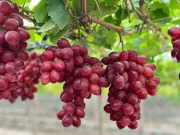 Substanţa din strugurii roșii care ar putea preveni cancerul: resveratrolul Substanţa din strugurii roșii