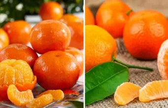 diferența dintre mandarine și clementine