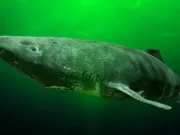 De ce rechinul de Groenlanda poate trăi peste 500 de ani: explicația oamenilor de știință rechinul de Groenlanda