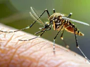 Țânțarii purtători de paraziți modificați genetic ar putea fi utilizați pentru imunizarea împotriva malariei Țânțarii purtători de paraziți