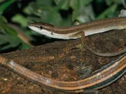 Care este animalul cu cea mai lungă coadă din lume? animalul cu cea mai lungă coadă