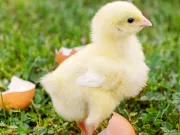 De ce păsările au supraviețuit atunci când ceilalți dinozauri au murit? păsările au supraviețuit