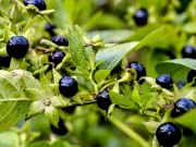 Acestea sunt cele mai toxice plante pe care nu ar trebui să le atingi niciodată cele mai toxice plante mătrăguna