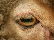 De ce au oile pupile dreptunghiulare? au oile pupile dreptunghiulare