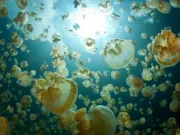 Evoluția însăși ar putea evolua, permițând adaptarea mai rapidă la schimbare Evoluția însăși ar putea evolua