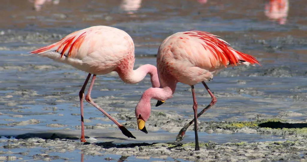 păsările flamingo sunt roz