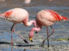 păsările flamingo sunt roz