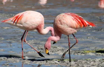 păsările flamingo sunt roz