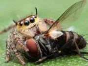 Iată de ce nu ar trebui să omori niciodată păianjenii din casă păianjenii din casă