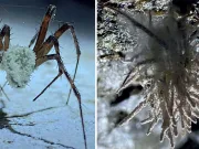 O specie de ciupercă descoperită recent transformă păianjenii în zombi Meta menardi transformă păianjenii în zombi