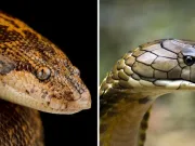 Care este cea mai inteligentă specie de șarpe? cea mai inteligentă specie de șarpe