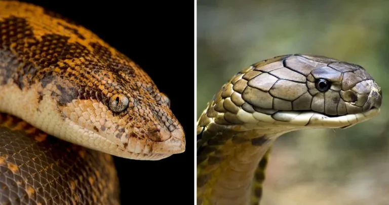 cea mai inteligentă specie de șarpe