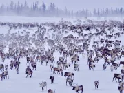 10 curiozități despre Siberia pe care oricine trebuie să le cunoască curiozități despre Siberia