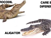 Care este diferența dintre aligator și crocodil?