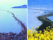 Miracolul din Jindo: locul în care marea se desparte timp de o oră, de două ori pe an Jindo