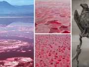 Lacul Natron, misteriosul lac ale cărui ape transformă viețuitoarele în stane de piatră Lacul Natron
