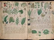 Manuscrisul Voynich: misteriosul codex vechi de 600 de ani scris într-o limbă inexistentă Manuscrisul Voynich