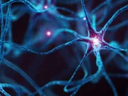 Cercetătorii de la MIT au transformat celulele pielii în neuroni celulele pielii în neuroni