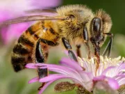 20 de curiozități despre albine: ce se întâmplă cu omenirea dacă albinele dispar curiozități despre albine