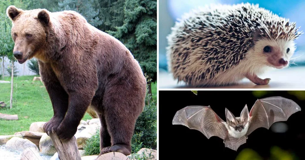 Animale care hibernează