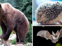 Animale care hibernează