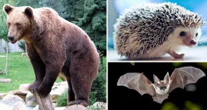 Animale care hibernează