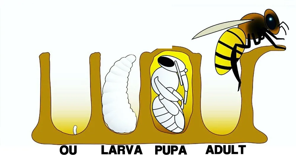 ciclu viata albine