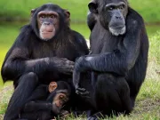 Cimpanzeul – 25 de curiozități despre cimpanzeu, cea mai apropiată rudă a omului curiozități despre cimpanzeu