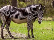 De ce au zebrele dungi? Le ajută să supravieţuiască? De ce au zebrele dungi