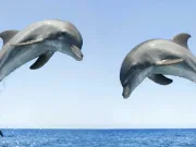 10 curiozități despre delfini, mamiferele inteligente din largul mărilor și oceanelor curiozități despre delfini