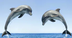 curiozități despre delfini