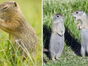 Popândăul – 20 de curiozități și lucruri fascinante despre popândău popândăul curiozități