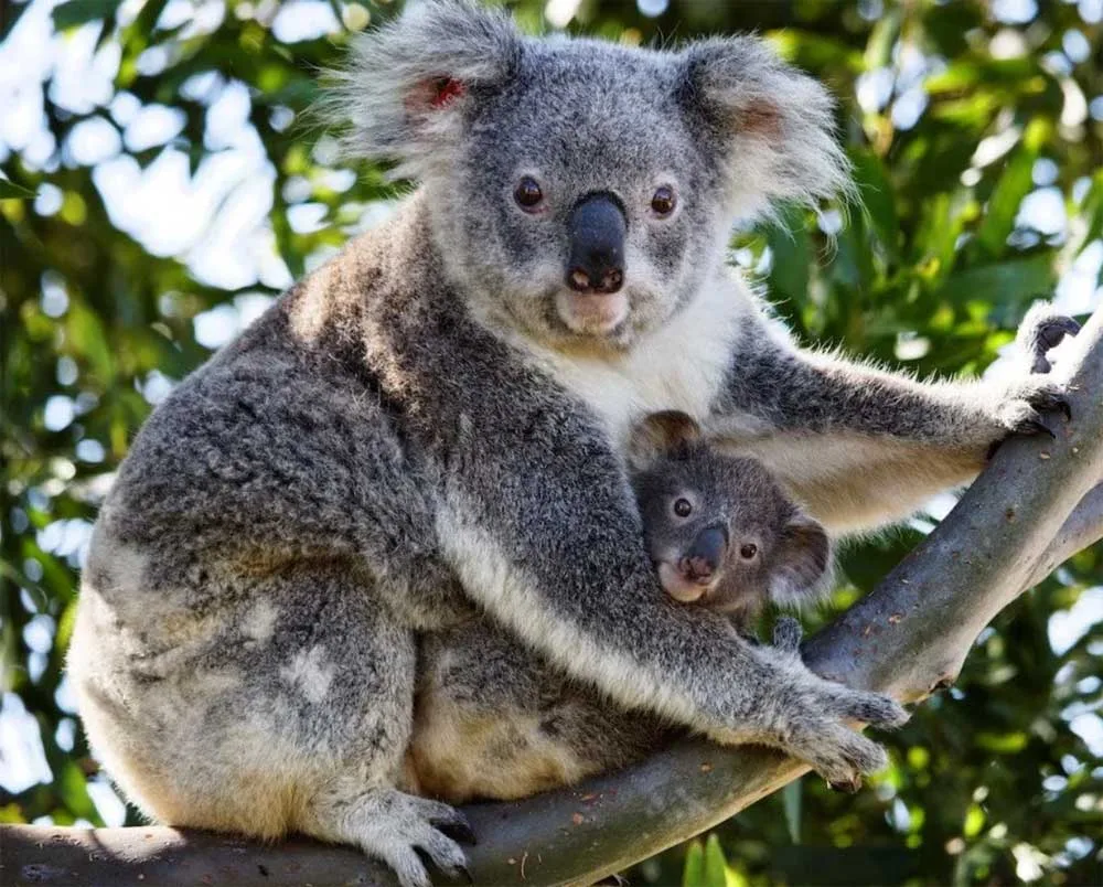 ursul koala