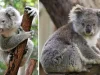 ursul koala