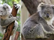 Ursul koala: 20 de curiozități despre drăgălașul animal care în realitate nu este un urs ursul koala