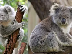 ursul koala