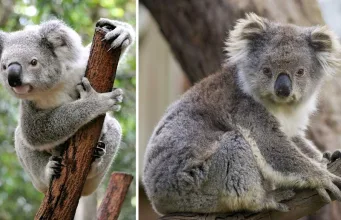 ursul koala