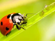 10 curiozități despre buburuze pe care orice curios trebuie să le cunoască buburuze curiozități