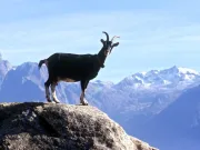 Capra neagră – curiozități și lucruri interesante despre un animal aflat pe cale de dispariție capra neagră